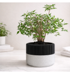 Mažas dekoratyvinis vazonas su tekstūra