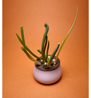 Svogūnų laiškų laikiklis auginimui vandenyje