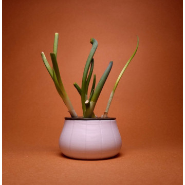 Green onion holder for growing in water