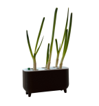 Virtuvinis svogūnų laiškų ataugintojas be žemės