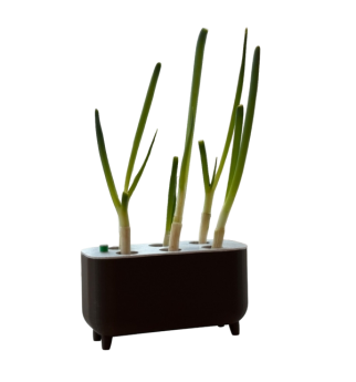 Virtuvinis svogūnų laiškų ataugintojas be žemės