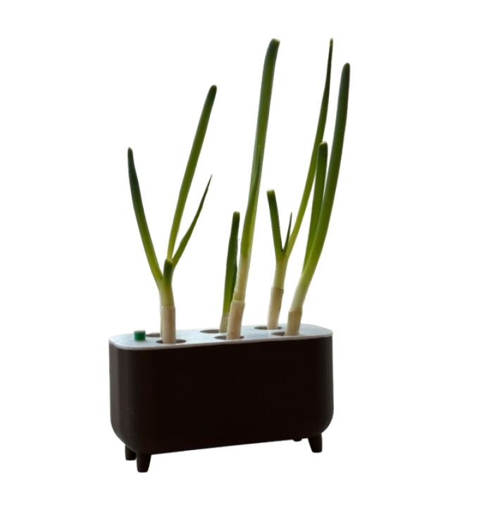 Virtuvinis svogūnų laiškų ataugintojas be žemės