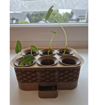 Modulinis daigyklos rinkinys 9 vietoms