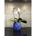 Stone texture pot for orchid