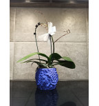 Akmens tekstūros vazonas orchidėjai