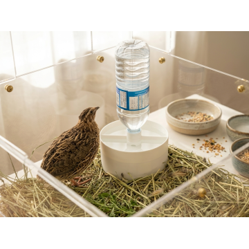 Quail and chick drinker with bottle adapter
