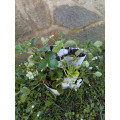 Modular pot for strawberries and flowers