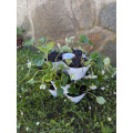 Modular pot for strawberries and flowers